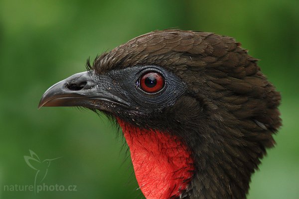 Guan chocholatý (Penelope purpurascens), Guan chocholatý (Penelope purpurascens), Crested Guan, Autor: Ondřej Prosický | NaturePhoto.cz, Model: Canon EOS-1D Mark III, Objektiv: Canon EF 200mm f/2.8 L USM + TC Canon 2x, Ohnisková vzdálenost (EQ35mm): 520 mm, stativ Gitzo 1227 LVL, Clona: 6.3, Doba expozice: 1/80 s, ISO: 1000, Kompenzace expozice: -2/3, Blesk: Ano, Vytvořeno: 17. února 2008 14:16:58, La Paz (Kostarika)