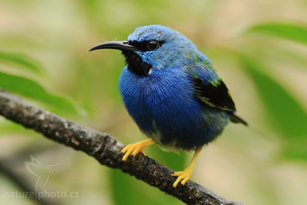 Květomil azurový (Cyanerpes lucidus), Květomil azurový (Cyanerpes lucidus), Shining Honeycreeper, Autor: Ondřej Prosický | NaturePhoto.cz, Model: Canon EOS-1D Mark III, Objektiv: Canon EF 200mm f/2.8 L USM + TC Canon 2x, Ohnisková vzdálenost (EQ35mm): 520 mm, stativ Gitzo 1227 LVL, Clona: 6.3, Doba expozice: 1/320 s, ISO: 500, Kompenzace expozice: -1/3, Blesk: Ano, Vytvořeno: 17. února 2008 10:48:30, La Paz (Kostarika)