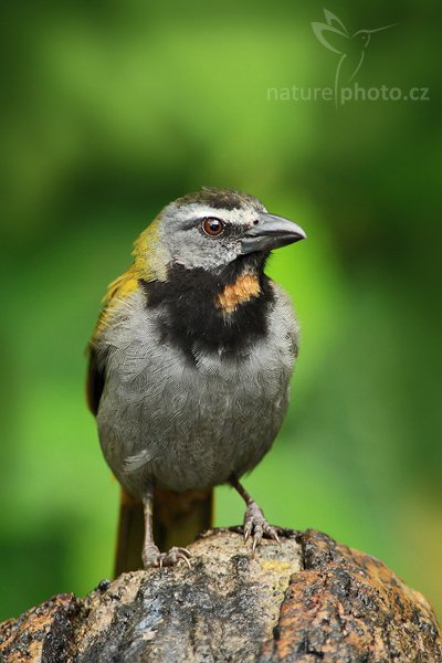 Salvátor velký (Saltator maximus), Saltator velký (Saltator maximus), Buff-throated Saltator, Autor: Ondřej Prosický | NaturePhoto.cz, Model: Canon EOS-1D Mark III, Objektiv: Canon EF 200mm f/2.8 L USM + TC Canon 2x, Ohnisková vzdálenost (EQ35mm): 520 mm, stativ Gitzo 1227 LVL, Clona: 5.6, Doba expozice: 1/250 s, ISO: 800, Kompenzace expozice: -2/3, Blesk: Ano, Vytvořeno: 19. února 2008 12:37:59, La Paz (Kostarika)