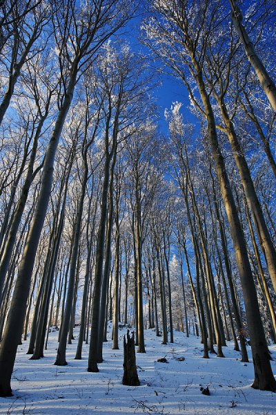 Vlčí hora, Vlčí hora, Autor: Ondřej Prosický | NaturePhoto.cz, Model: Canon EOS-1D Mark III, Objektiv: Canon EF 17-40mm f/4 L USM, Ohnisková vzdálenost (EQ35mm): 31 mm, stativ Gitzo 1227 LVL, Clona: 14, Doba expozice: 1/10 s, ISO: 160, Kompenzace expozice: -1/3, Blesk: Ne, Vytvořeno: 29. prosince 2007 18:49:32, Vlčí Hora, NP České Švýcarsko (Česko)