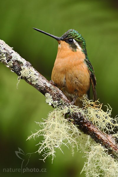 Kolibřík fialovohrdlý (Lampornis calolaema), Kolibřík fialovohrdlý Lampornis calolaema = calolaemus), Purple-throated Mountain-gem, Autor: Ondřej Prosický | NaturePhoto.cz, Model: Canon EOS-1D Mark III, Objektiv: Canon EF 200mm f/2.8 L USM + TC Canon 2x, Ohnisková vzdálenost (EQ35mm): 520 mm, stativ Gitzo 1227 LVL, Clona: 5.6, Doba expozice: 1/160 s, ISO: 800, Kompenzace expozice: -1/3, Blesk: Ano, Vytvořeno: 7. února 2008 13:28:35, La Paz (Kostarika)