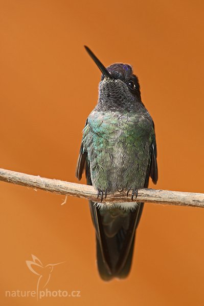 Kolibřík skvostný (Eugenes fulgens), Kolibřík skvostný (Eugenes fulgens), Magnificent Hummingbird, Autor: Ondřej Prosický | NaturePhoto.cz, Model: Canon EOS-1D Mark III, Objektiv: Canon EF 200mm f/2.8 L USM + TC Canon 2x, Ohnisková vzdálenost (EQ35mm): 520 mm, stativ Gitzo 1227 LVL, Clona: 6.3, Doba expozice: 1/125 s, ISO: 250, Kompenzace expozice: 0, Blesk: Ano, Vytvořeno: 7. února 2008 10:00:50, La Paz (Kostarika)