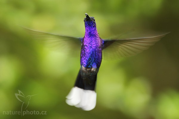 Kolibřík purpurový (Campylopterus hemileucurus), Kolibřík purpurový (Campylopterus hemileucurus), Wiolet Sabrewing, Autor: Ondřej Prosický | NaturePhoto.cz, Model: Canon EOS-1D Mark III, Objektiv: Canon EF 500mm f/4 L IS USM + TC Canon 1.4x, Ohnisková vzdálenost (EQ35mm): 910 mm, stativ Gitzo 1227 LVL, Clona: 5.6, Doba expozice: 1/100 s, ISO: 800, Kompenzace expozice: 0, Blesk: Ano, Vytvořeno: 12. února 2008 23:14:53, La Paz (Kostarika)