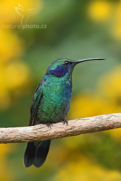 Kolibřík zelený (Colibri thalassinus), Kolibřík zelený (Colibri thalassinus), Green Violet-ear, Autor: Ondřej Prosický | NaturePhoto.cz, Model: Canon EOS-1D Mark III, Objektiv: Canon EF 200mm f/2.8 L USM + TC Canon 2x, Ohnisková vzdálenost (EQ35mm): 520 mm, stativ Gitzo 1227 LVL, Clona: 6.3, Doba expozice: 1/320 s, ISO: 500, Kompenzace expozice: -1/3, Blesk: Ano, Vytvořeno: 6. února 2008 14:34:39, La Paz (Kostarika)