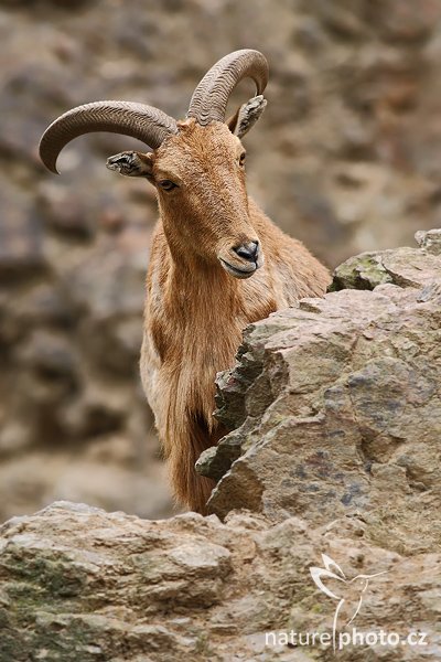 Paovce hřivnatá (Ammotragus lervia), Paovce hřivnatá (Ammotragus lervia), Barbary Sheep, Autor: Ondřej Prosický | NaturePhoto.cz, Model: Canon EOS-1D Mark III, Objektiv: Canon EF 400mm f/5.6 L USM, Ohnisková vzdálenost (EQ35mm): 520 mm, stativ Gitzo 3540 LS + RRS BH-55, Clona: 5.6, Doba expozice: 1/320 s, ISO: 640, Kompenzace expozice: 0, Blesk: Ne, Vytvořeno: 19. dubna 2008 2:30:28, ZOO Praha - Troja (Česko)