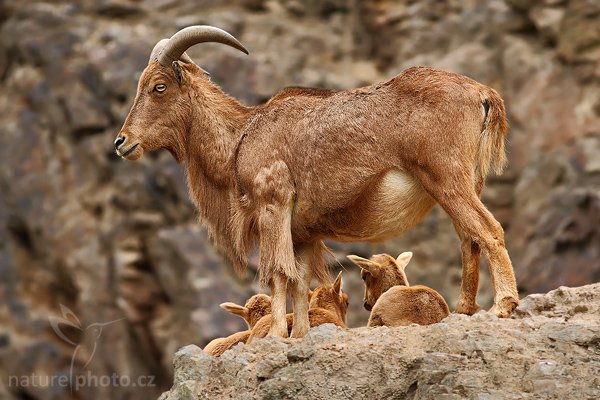 Paovce hřivnatá (Ammotragus lervia), Paovce hřivnatá (Ammotragus lervia), Barbary Sheep, Autor: Ondřej Prosický | NaturePhoto.cz, Model: Canon EOS-1D Mark III, Objektiv: Canon EF 400mm f/5.6 L USM, Ohnisková vzdálenost (EQ35mm): 520 mm, stativ Gitzo 3540 LS + RRS BH-55, Clona: 5.6, Doba expozice: 1/200 s, ISO: 500, Kompenzace expozice: 0, Blesk: Ne, Vytvořeno: 19. dubna 2008 2:27:52, ZOO Praha - Troja (Česko)