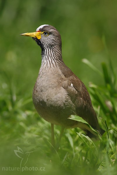 Čejka senegalská (Vanellus senegallus), Čejka senegalská (Vanellus senegallus), African Wattled Lapwing or Senegal Wattled Plover, Autor: Ondřej Prosický | NaturePhoto.cz, Model: Canon EOS-1D Mark III, Objektiv: Canon EF 400mm f/5.6 L USM, Ohnisková vzdálenost (EQ35mm): 520 mm, stativ Gitzo 3540 LS + RRS BH-55, Clona: 5.6, Doba expozice: 1/1250 s, ISO: 250, Kompenzace expozice: -2/3, Blesk: Ne, Vytvořeno: 10. května 2008 12:44:18, ZOO Praha - Troja (Česko)

= čejka žlutonohá
= čejka hnědá