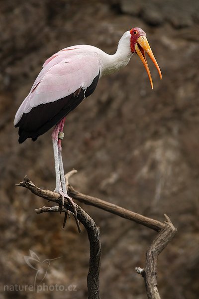 Nesyt africký (Mycteria ibis), Nesyt africký (Mycteria ibis), Yellow-billed Stork, Autor: Ondřej Prosický | NaturePhoto.cz, Model: Canon EOS-1D Mark III, Objektiv: Canon EF 400mm f/5.6 L USM, Ohnisková vzdálenost (EQ35mm): 520 mm, stativ Gitzo 3540 LS + RRS BH-55, Clona: 6.3, Doba expozice: 1/500 s, ISO: 640, Kompenzace expozice: -2/3, Blesk: Ne, Vytvořeno: 19. dubna 2008 2:23:13, ZOO Praha - Troja (Česko)