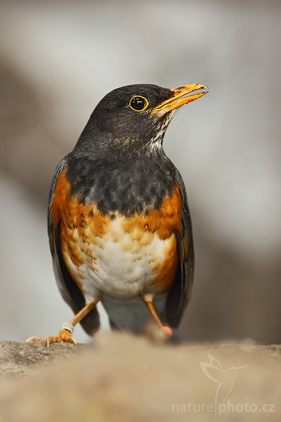 Drozd černoprsý (Turdus dissimilis), Drozd černoprsý (Turdus dissimilis), Black-breasted Thrush, , Autor: Ondřej Prosický | NaturePhoto.cz, Model: Canon EOS-1D Mark III, Objektiv: Canon EF 400mm f/5.6 L USM, Ohnisková vzdálenost (EQ35mm): 520 mm, stativ Gitzo 1227 LVL, Clona: 5.6, Doba expozice: 1/200 s, ISO: 500, Kompenzace expozice: -2/3, Blesk: Ano, Vytvořeno: 5. dubna 2008 2:28:04, ZOO Praha - Troja (Česko)