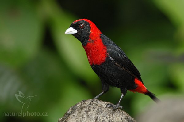 Tangara obojková (Ramphocelus sanguinolentus), Tangara obojková (Ramphocelus sanguinolentus), Crimson-collared Tanager, Autor: Ondřej Prosický | NaturePhoto.cz, Model: Canon EOS-1D Mark III, Objektiv: Canon EF 400mm f/5.6 L USM, Ohnisková vzdálenost (EQ35mm): 520 mm, stativ Gitzo 1227 LVL, Clona: 5.6, Doba expozice: 1/160 s, ISO: 800, Kompenzace expozice: -2/3, Blesk: Ano, Vytvořeno: 19. února 2008 12:51:44, La Paz (Kostarika)