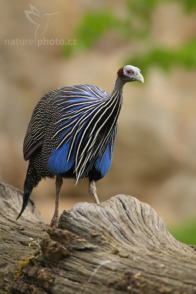 Perlička supí (Acryllium vulturinum), Perlička supí (Acryllium vulturinum), Vulturine Guineafowl, Autor: Ondřej Prosický | NaturePhoto.cz, Model: Canon EOS-1D Mark III, Objektiv: Canon EF 400mm f/5.6 L USM, Ohnisková vzdálenost (EQ35mm): 520 mm, stativ Gitzo 3540 LS + RRS BH-55, Clona: 5.6, Doba expozice: 1/400 s, ISO: 800, Kompenzace expozice: -2/3, Blesk: Ne, Vytvořeno: 19. dubna 2008 2:14:06, ZOO Praha - Troja (Česko)