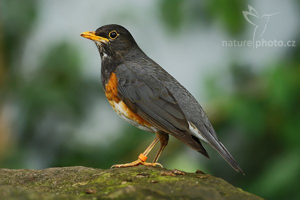 Drozd černoprsý (Turdus dissimilis), Drozd černoprsý (Turdus dissimilis), Black-breasted Thrush, Autor: Ondřej Prosický | NaturePhoto.cz, Model: Canon EOS-1D Mark III, Objektiv: Canon EF 400mm f/5.6 L USM, Ohnisková vzdálenost (EQ35mm): 520 mm, stativ Gitzo 3540 LS + RRS BH-55, Clona: 5.6, Doba expozice: 1/160 s, ISO: 640, Kompenzace expozice: -2/3, Blesk: Ano, Vytvořeno: 5. dubna 2008 2:28:27, ZOO Praha - Troja (Česko)