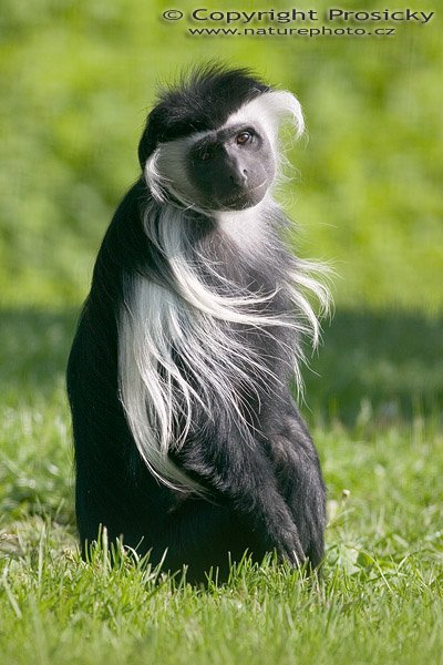 Gueréza angolská (Colobus angolensis palliatus), Autor: Ondřej Prosický, Model aparátu: Canon EOS 300D DIGITAL, Objektiv: Canon EF 400mm f/5.6 L USM, Ohnisková vzdálenost: 400.00 mm, monopod Manfrotto 681B + 234RC, Clona: 5.60, Doba expozice: 1/500 s, ISO: 100, Vyvážení expozice: 0.00, Blesk: Ne, Vytvořeno: 14. května 2005 8:14:14, ZOO Plzeň (ČR) 