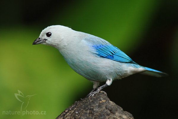 Tangara modrá (Thraupis episcopus), Tangara modrá (Thraupis episcopus), Blue Tanager, Autor: Ondřej Prosický | NaturePhoto.cz, Model: Canon EOS-1D Mark III, Objektiv: Canon EF 400mm f/5.6 L USM, Ohnisková vzdálenost (EQ35mm): 520 mm, stativ Gitzo 1227 LVL, Clona: 5.6, Doba expozice: 1/320 s, ISO: 800, Kompenzace expozice: -2/3, Blesk: Ano, Vytvořeno: 19. února 2008 12:51:56, La Paz (Kostarika)