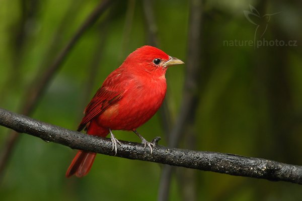 Tangara ohnivá (Piranga rubra), Tangara ohnivá (Piranga rubra), Summer Tanager, Autor: Ondřej Prosický | NaturePhoto.cz, Model: Canon EOS-1D Mark III, Objektiv: Canon EF 400mm f/5.6 L USM, Ohnisková vzdálenost (EQ35mm): 520 mm, stativ Gitzo 3540 LS + RRS BH-55, Clona: 5.6, Doba expozice: 1/160 s, ISO: 1000, Kompenzace expozice: -2/3, Blesk: Ano, Vytvořeno: 19. února 2008 13:05:40, La Paz (Kostarika)