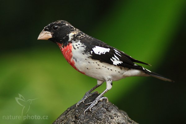 Dlaskovec růžovoprsý (Pheucticus ludovicianus), Dlaskovec růžovoprsý (Pheucticus ludovicianus), Rose-breasted Grosbeak, Autor: Ondřej Prosický | NaturePhoto.cz, Model: Canon EOS-1D Mark III, Objektiv: Canon EF 400mm f/5.6 L USM, Ohnisková vzdálenost (EQ35mm): 520 mm, stativ Gitzo 1227 LVL, Clona: 5.6, Doba expozice: 1/320 s, ISO: 800, Kompenzace expozice: -2/3, Blesk: Ano, Vytvořeno: 19. února 2008 12:32:45, La Paz (Kostarika)