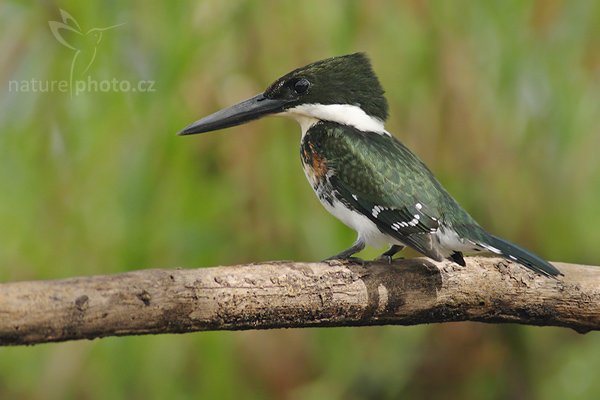 Rybařík zelený (Chloroceryle americana), Rybařík zelený (Chloroceryle americana), Green Kingfisher, Autor: Ondřej Prosický | NaturePhoto.cz, Model: Canon EOS-1D Mark III, Objektiv: Canon EF 400mm f/5.6 L USM, Ohnisková vzdálenost (EQ35mm): 520 mm, stativ Gitzo 1227 LVL na lodi, Clona: 5.6, Doba expozice: 1/640 s, ISO: 500, Kompenzace expozice: -2/3, Blesk: Ne, Vytvořeno: 15. února 2008 8:55:18, RNVS Cano Negro (Kostarika)