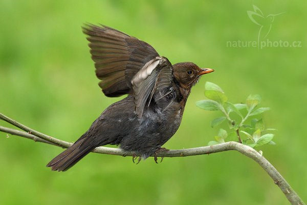 Kos černý (Turdus merula), Kos černý (Turdus merula), Blackbird, Common Blackbird or Eurasian Blackbird, Autor: Ondřej Prosický | NaturePhoto.cz, Model: Canon EOS-1D Mark III, Objektiv: Canon EF 400mm f/5.6 L USM, Ohnisková vzdálenost (EQ35mm): 520 mm, stativ Gitzo 3540 LS + RRS BH-55, Clona: 5.6, Doba expozice: 1/125 s, ISO: 800, Kompenzace expozice: -1/3, Blesk: Ano, Vytvořeno: 19. dubna 2008 1:35:05, Praha - Troja (Česko)