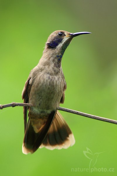 Kolibřík fialovouchý (Colibri delphinae), Kolibřík fialovouchý (Colibri delphinae), Brown Violet-ear, Autor: Ondřej Prosický | NaturePhoto.cz, Model: Canon EOS-1D Mark III, Objektiv: Canon EF 400mm f/5.6 L USM, Ohnisková vzdálenost (EQ35mm): 520 mm, stativ Gitzo 1227 LVL, Clona: 6.3, Doba expozice: 1/100 s, ISO: 250, Kompenzace expozice: 0, Blesk: Ano, Vytvořeno: 19. února 2008 13:53:54, La Paz (Kostarika)