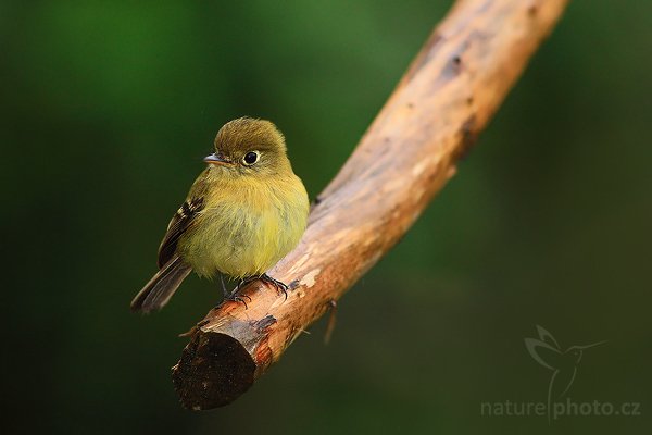 Tyranovec olivovožlutavý (Empidonax flavescens), Tyranovec olivovožlutavý (Empidonax flavescens), Yellowish Flycatcher, Autor: Ondřej Prosický | NaturePhoto.cz, Model: Canon EOS-1D Mark III, Objektiv: Canon EF 400mm f/5.6 L USM, Ohnisková vzdálenost (EQ35mm): 520 mm, stativ Gitzo 1227 LVL + 1377M, Clona: 5.6, Doba expozice: 1/400 s, ISO: 800, Kompenzace expozice: -1 1/3, Blesk: Ano, Vytvořeno: 19. února 2008 14:48:43, La Paz (Kostarika)