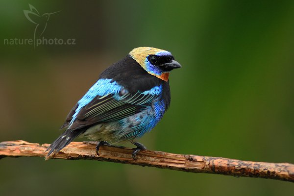 Tangara masková (Tangara larvata), Tangara masková (Tangara larvata), Golden-hooded Tanager, Autor: Ondřej Prosický | NaturePhoto.cz, Model: Canon EOS-1D Mark III, Objektiv: Canon EF 400mm f/5.6 L USM, Ohnisková vzdálenost (EQ35mm): 520 mm, stativ Gitzo 1227 LVL + 1377M, Clona: 6.3, Doba expozice: 1/80 s, ISO: 640, Kompenzace expozice: -1/3, Blesk: Ne, Vytvořeno: 19. února 2008 14:26:09, La Paz (Kostarika), 