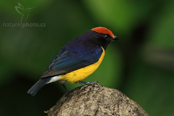 Libohlásek hnědokorunkatý (Euphonia anneae), Libohlásek hnědokorunkatý (Euphonia anneae), Tawny-capped Euphonia, Autor: Ondřej Prosický | NaturePhoto.cz, Model: Canon EOS-1D Mark III, Objektiv: Canon EF 400mm f/5.6 L USM, Ohnisková vzdálenost (EQ35mm): 520 mm, stativ Gitzo 1227 LVL + 1377M, Clona: 6.3, Doba expozice: 1/100 s, ISO: 800, Kompenzace expozice: -1, Blesk: Ano, Vytvořeno: 19. února 2008 13:31:38, La Paz (Kostarika), 