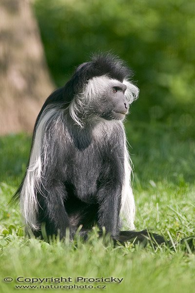 Gueréza angolská (Colobus angolensis palliatus), Autor: Ondřej Prosický, Model aparátu: Canon EOS 300D DIGITAL, Objektiv: Canon EF 400mm f/5.6 L USM, Ohnisková vzdálenost: 400.00 mm, monopod Manfrotto 681B + 234RC, Clona: 5.60, Doba expozice: 1/320 s, ISO: 100, Vyvážení expozice: 0.00, Blesk: Ne, Vytvořeno: 14. května 2005 8:17:54, ZOO Plzeň (ČR) 