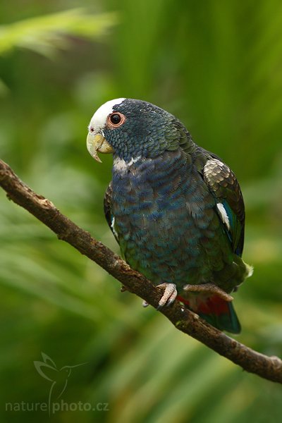 Amazónek běločelý (Pionus senilis), Amazónek běločelý (Pionus senilis), White-crowned Pionus, White-capped Parrot, White-crowned Parrot, Autor: Ondřej Prosický | NaturePhoto.cz, Model: Canon EOS-1D Mark III, Objektiv: Canon EF 400mm f/5.6 L USM, Ohnisková vzdálenost (EQ35mm): 520 mm, stativ Gitzo 1227 LVL + 1377M, Clona: 6.3, Doba expozice: 1/200 s, ISO: 640, Kompenzace expozice: -2/3, Blesk: Ano, Vytvořeno: 17. února 2008 14:09:53, La Paz (Kostarika)