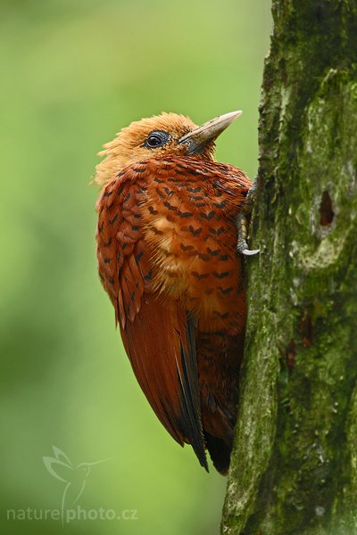 Datel kaštanovobarvý (Celeus castaneus), Datel kaštanovobarvý (Celeus castaneus), Chestnut-coloured Woodpecker, Autor: Ondřej Prosický | NaturePhoto.cz, Model: Canon EOS-1D Mark III, Objektiv: Canon EF 400mm f/5.6 L USM, Ohnisková vzdálenost (EQ35mm): 520 mm, stativ Gitzo 1227 LVL + 1377M, Clona: 6.3, Doba expozice: 1/125 s, ISO: 640, Kompenzace expozice: -1/3, Blesk: Ano, Vytvořeno: 19. února 2008 15:19:04, La Paz (Kostarika)