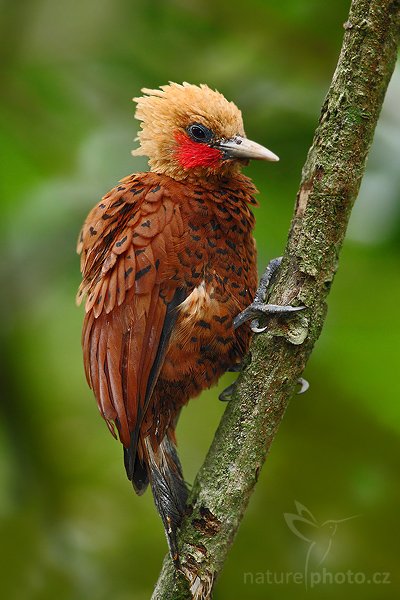 Datel kaštanovobarvý (Celeus castaneus), Datel kaštanovobarvý (Celeus castaneus), Chestnut-coloured Woodpecker, Autor: Ondřej Prosický | NaturePhoto.cz, Model: Canon EOS-1D Mark III, Objektiv: Canon EF 400mm f/5.6 L USM, Ohnisková vzdálenost (EQ35mm): 520 mm, stativ Gitzo 1227 LVL + 1377M, Clona: 5.6, Doba expozice: 1/125 s, ISO: 800, Kompenzace expozice: -2/3, Blesk: Ano, Vytvořeno: 19. února 2008 9:57:30, La Paz (Kostarika)