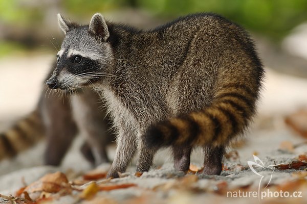 Mýval severní (Procyon lotor), Mýval severní (Procyon lotor), The Raccoon, Autor: Ondřej Prosický | NaturePhoto.cz, Model: Canon EOS-1D Mark III, Objektiv: Canon EF 400mm f/5.6 L USM, Ohnisková vzdálenost (EQ35mm): 520 mm, stativ Gitzo 1227 LVL + 1377M, Clona: 5.6, Doba expozice: 1/200 s, ISO: 160, Kompenzace expozice: 0, Blesk: Ano, Vytvořeno: 10. února 2008 14:34:26, La Paz (Kostarika)