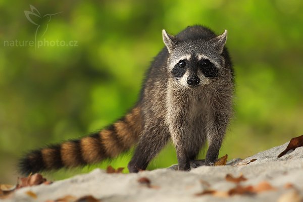 Mýval severní (Procyon lotor), Mýval severní (Procyon lotor), The Raccoon, Autor: Ondřej Prosický | NaturePhoto.cz, Model: Canon EOS-1D Mark III, Objektiv: Canon EF 400mm f/5.6 L USM, Ohnisková vzdálenost (EQ35mm): 520 mm, stativ Gitzo 1227 LVL + 1377M, Clona: 5.6, Doba expozice: 1/200 s, ISO: 100, Kompenzace expozice: 0, Blesk: Ano, Vytvořeno: 10. února 2008 14:33:16, Parque Nacional Manuel Antonio (Kostarika)