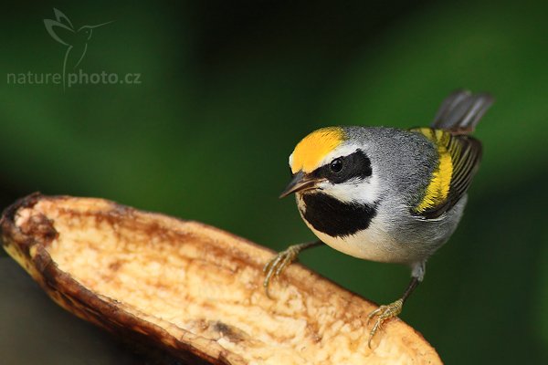 Lesňáček zlatokřídlý (Vermivora chrysoptera), Lesňáček zlatokřídlý (Vermivora chrysoptera), Golden-winged Warbler, Autor: Ondřej Prosický | NaturePhoto.cz, Model: Canon EOS-1D Mark III, Objektiv: Canon EF 200mm f/2.8 L USM + TC Canon 2x, Ohnisková vzdálenost (EQ35mm): 520 mm, stativ Gitzo 1227 LVL + 1377M, Clona: 6.3, Doba expozice: 1/160 s, ISO: 800, Kompenzace expozice: -1, Blesk: Ano, Vytvořeno: 19. února 2008 13:26:53, La Paz (Kostarika)