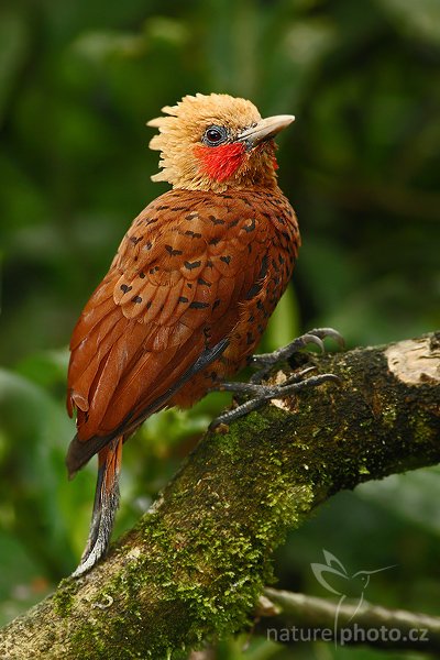 Datel kaštanovobarvý (Celeus castaneus), Datel kaštanovobarvý (Celeus castaneus), Chestnut-coloured Woodpecker, Autor: Ondřej Prosický | NaturePhoto.cz, Model: Canon EOS-1D Mark III, Objektiv: Canon EF 200mm f/2.8 L USM + TC Canon 2x, Ohnisková vzdálenost (EQ35mm): 520 mm, stativ Gitzo 1227 LVL + 1377M, Clona: 6.3, Doba expozice: 1/100 s, ISO: 800, Kompenzace expozice: -2/3, Blesk: Ano, Vytvořeno: 19. února 2008 10:04:46, La Paz (Kostarika)