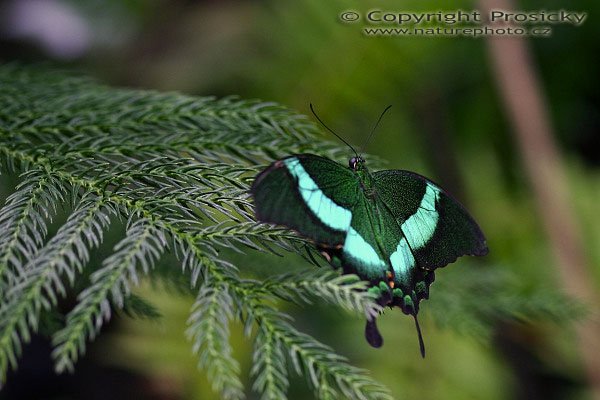 Emerald Peacock (Papilio palinurus), Autor: Ondřej Prosický, Model aparátu: Canon EOS 300D DIGITAL, Objektiv: Canon EF 100mm f/2.8 Macro USM, Clona: 2.80, Doba expozice: 1/200 s, ISO: 200, Vyvážení expozice: 1.67, Blesk: Ne, Výstava exotických motýlů, skleník Fatamorgana (Botanická zahrada, Praha - Troja)