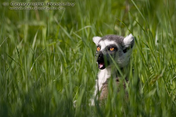 Lemur kata (Lemur catta), Autor: Ondřej Prosický, Model aparátu: Canon EOS 300D DIGITAL, Objektiv: Canon EF 400mm f/5.6 L USM, Ohnisková vzdálenost: 400.00 mm, monopod Manfrotto 681B + 234RC, Clona: 5.60, Doba expozice: 1/640 s, ISO: 100, Vyvážení expozice: 0.00, Blesk: Ne, Vytvořeno: 14. května 2005 8:56:40, ZOO Plzeň (ČR)