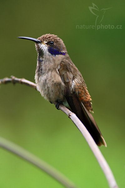 Kolibřík fialovouchý (Colibri delphinae), Kolibřík fialovouchý (Colibri delphinae), Brown Violet-ear, Autor: Ondřej Prosický | NaturePhoto.cz, Model: Canon EOS-1D Mark III, Objektiv: Canon EF 200mm f/2.8 L USM + TC Canon 2x, Ohnisková vzdálenost (EQ35mm): 520 mm, stativ Gitzo 1227 LVL + 1377M, Clona: 6.3, Doba expozice: 1/200 s, ISO: 400, Kompenzace expozice: -2/3, Blesk: Ano, Vytvořeno: 19. února 2008 9:08:51, La Paz (Kostarika)