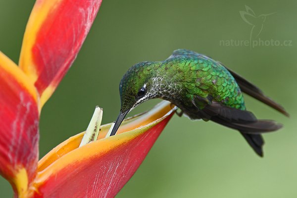 Kolibřík subtropický (Heliodoxa jacula), Kolibřík subtropický (Heliodoxa jacula), Green-crowned Brilliant, Autor: Ondřej Prosický | NaturePhoto.cz, Model: Canon EOS-1D Mark III, Objektiv: Canon EF 200mm f/2.8 L USM + TC Canon 2x, Ohnisková vzdálenost (EQ35mm): 364 mm, stativ Gitzo 1227 LVL + 1377M, Clona: 5.0, Doba expozice: 1/160 s, ISO: 800, Kompenzace expozice: 0, Blesk: Ano, Vytvořeno: 2. března 2008 17:01:00, La Paz (Kostarika)