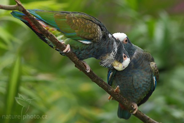 Amazónek běločelý (Pionus senilis), Amazónek běločelý (Pionus senilis), White-crowned Pionus, White-capped Parrot, White-crowned Parrot, Autor: Ondřej Prosický | NaturePhoto.cz, Model: Canon EOS-1D Mark III, Objektiv: Canon EF 400mm f/5.6 L USM, Ohnisková vzdálenost (EQ35mm): 520 mm, stativ Gitzo 1227 LVL + 1377M, Clona: 6.3, Doba expozice: 1/200 s, ISO: 640, Kompenzace expozice: -2/3, Blesk: Ano, Vytvořeno: 17. února 2008 14:11:31, La Paz (Kostarika)