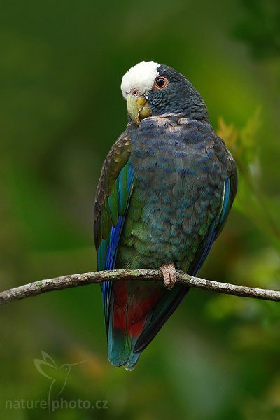 Amazónek běločelý (Pionus senilis), Amazónek běločelý (Pionus senilis), White-crowned Pionus, White-capped Parrot, White-crowned Parrot, Autor: Ondřej Prosický | NaturePhoto.cz, Model: Canon EOS-1D Mark III, Objektiv: Canon EF 400mm f/5.6 L USM, Ohnisková vzdálenost (EQ35mm): 520 mm, stativ Gitzo 1227 LVL + 1377M, Clona: 5.6, Doba expozice: 1/200 s, ISO: 800, Kompenzace expozice: -1 1/3, Blesk: Ne, Vytvořeno: 17. února 2008 16:11:35, La Paz (Kostarika)