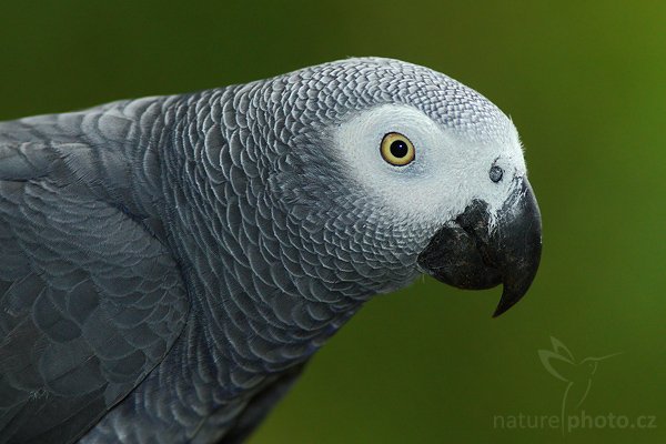 Papoušek šedý (Psittacus erithacus), Papoušek šedý (Psittacus erithacus), African Grey Parrot, Autor: Ondřej Prosický | NaturePhoto.cz, Model: Canon EOS-1D Mark III, Objektiv: Canon EF 400mm f/5.6 L USM, Ohnisková vzdálenost (EQ35mm): 520 mm, stativ Gitzo 1227 LVL + 1377M, Clona: 6.3, Doba expozice: 1/200 s, ISO: 1250, Kompenzace expozice: -1, Blesk: Ano, Vytvořeno: 17. února 2008 11:17:14, prostorná voliéra v La Paz (Kostarika)