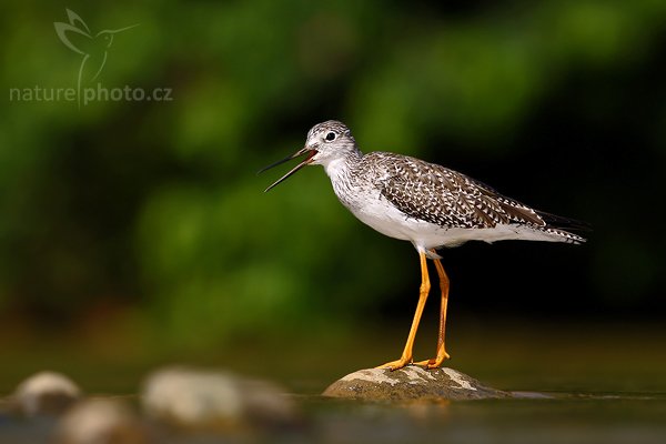 Vodouš žlutonohý (Tringa flavipes), Vodouš žlutonohý (Tringa flavipes), Lesser Yellowlegs, Autor: Ondřej Prosický | NaturePhoto.cz, Model: Canon EOS-1D Mark III, Objektiv: Canon EF 400mm f/5.6 L USM, Ohnisková vzdálenost (EQ35mm): 520 mm, stativ Gitzo 1227 LVL + 1377M, Clona: 6.3, Doba expozice: 1/640 s, ISO: 100, Kompenzace expozice: -1 1/3, Blesk: Ano, Vytvořeno: 22. února 2008 9:04:04, Rio Baru, Dominical (Kostarika)