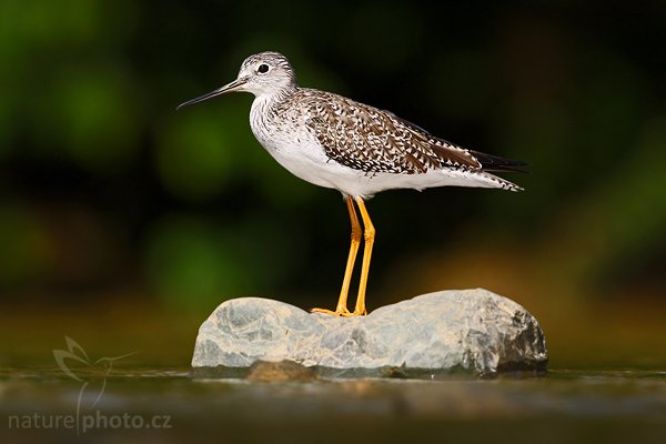 Vodouš žlutonohý (Tringa flavipes), Vodouš žlutonohý (Tringa flavipes), Lesser Yellowlegs, Autor: Ondřej Prosický | NaturePhoto.cz, Model: Canon EOS-1D Mark III, Objektiv: Canon EF 400mm f/5.6 L USM, Ohnisková vzdálenost (EQ35mm): 520 mm, stativ Gitzo 1227 LVL + 1377M, Clona: 6.3, Doba expozice: 1/1000 s, ISO: 160, Kompenzace expozice: -1 1/3, Blesk: Ano, Vytvořeno: 22. února 2008 9:01:22, Rio Baru, Domincal (Kostarika)