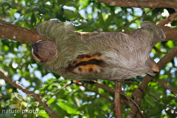 Lenochod hnědokrký (Bradypus variegatus), Lenochod hnědokrký (Bradypus variegatus), Brown Throated three-toed sloth, Autor: Ondřej Prosický | NaturePhoto.cz, Model: Canon EOS-1D Mark III, Objektiv: Canon EF 400mm f/5.6 L USM, Ohnisková vzdálenost (EQ35mm): 520 mm, stativ Gitzo 1227 LVL + 1377M, Clona: 5.6, Doba expozice: 1/320 s, ISO: 400, Kompenzace expozice: -1 1/3, Blesk: Ano, Vytvořeno: 10. února 2008 10:13:04, Parque Nacional Manuel Antonio (Kostarika)