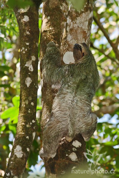 Lenochod hnědokrký (Bradypus variegatus), Lenochod hnědokrký (Bradypus variegatus), Brown Throated three-toed sloth, Autor: Ondřej Prosický | NaturePhoto.cz, Model: Canon EOS-1D Mark III, Objektiv: Canon EF 400mm f/5.6 L USM, Ohnisková vzdálenost (EQ35mm): 520 mm, stativ Gitzo 1227 LVL + 1377M, Clona: 6.3, Doba expozice: 1/320 s, ISO: 640, Kompenzace expozice: -1, Blesk: Ano, Vytvořeno: 24. února 2008 10:32:19, Parque Nacionla Manue Antonio (Kostarika)