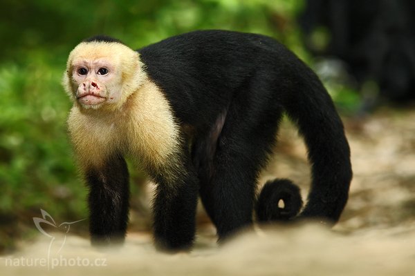 Malpa kapucínská (Cebus capucinus), Malpa kapucínská (Cebus capucinus), White-headed Capuchin, Autor: Ondřej Prosický | NaturePhoto.cz, Model: Canon EOS-1D Mark III, Objektiv: Canon EF 400mm f/5.6 L USM, Ohnisková vzdálenost (EQ35mm): 520 mm, stativ Gitzo 1227 LVL + 1377M, Clona: 5.6, Doba expozice: 1/800 s, ISO: 800, Kompenzace expozice: -2/3, Blesk: Ano, Vytvořeno: 24. února 2008 17:24:57, Parque Nacional Manuel Antonio (Kostarika)