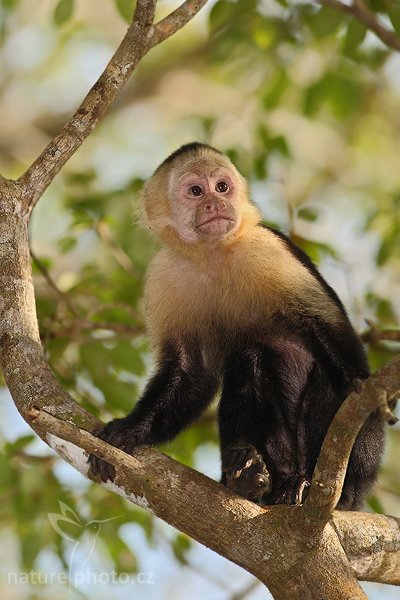 Malpa kapucínská (Cebus capucinus), Malpa kapucínská (Cebus capucinus), White-headed Capuchin, Autor: Ondřej Prosický | NaturePhoto.cz, Model: Canon EOS-1D Mark III, Objektiv: Canon EF 400mm f/5.6 L USM, Ohnisková vzdálenost (EQ35mm): 520 mm, stativ Gitzo 1227 LVL + 1377M, Clona: 5.6, Doba expozice: 1/800 s, ISO: 800, Kompenzace expozice: -2/3, Blesk: Ano, Vytvořeno: 24. února 2008 16:24:57, Parque Nacional Manuel Antonio (Kostarika)