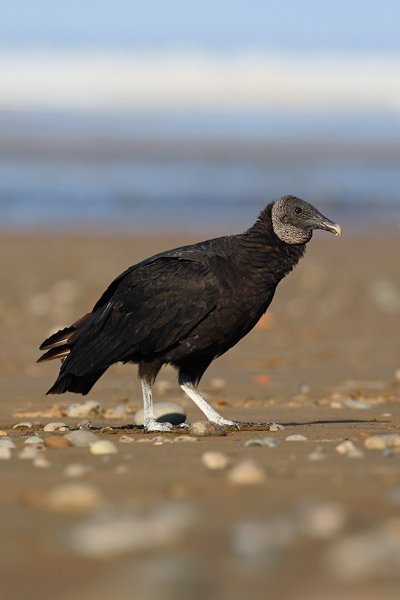 Kondor havranovitý (Coragyps atratus), Kondor havranovitý (Coragyps atratus), American Black Vulture, Autor: Ondřej Prosický | NaturePhoto.cz, Model: Canon EOS-1D Mark III, Objektiv: Canon EF 400mm f/5.6 L USM, Ohnisková vzdálenost (EQ35mm): 520 mm, stativ Gitzo 1227 LVL + 1377M, Clona: 6.3, Doba expozice: 1/800 s, ISO: 250, Kompenzace expozice: 0, Blesk: Ne, Vytvořeno: 22. února 2008 7:29:38, pobřeží Pacifiku, Dominical (Kostarika)