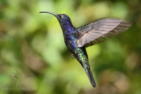 Kolibřík purpurový (Campylopterus hemileucurus), Kolibřík purpurový (Campylopterus hemileucurus), Violet Sabrewing, Autor: Ondřej Prosický | NaturePhoto.cz, Model: Canon EOS-1D Mark III, Objektiv: Canon EF 400mm f/5.6 L USM, Ohnisková vzdálenost (EQ35mm): 364 mm, stativ Gitzo 1227 LVL + 1377M, Clona: 7.1, Doba expozice: 1/640 s, ISO: 320, Kompenzace expozice: -2/3, Blesk: Ne, Vytvořeno: 26. února 2008 14:09:22, RBBN Monteverde (Kostarika)