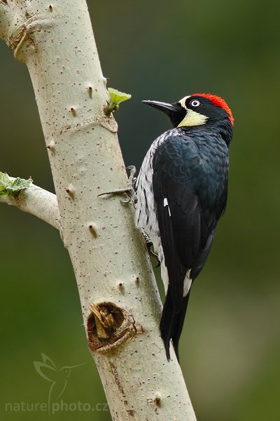 Datel sběrač (Melanerpes formicivorus), Datel sběrač (Melanerpes formicivorus), Acorn Woodpecker, Autor: Ondřej Prosický | NaturePhoto.cz, Model: Canon EOS-1D Mark III, Objektiv: Canon EF 400mm f/5.6 L USM, Ohnisková vzdálenost (EQ35mm): 520 mm, stativ Gitzo 1227 LVL + 1377M, Clona: 5.6, Doba expozice: 1/250 s, ISO: 500, Kompenzace expozice: -1/3, Blesk: Ne, Vytvořeno: 20. února 2008 11:36:00, Savegre Lodge (Kostarika)